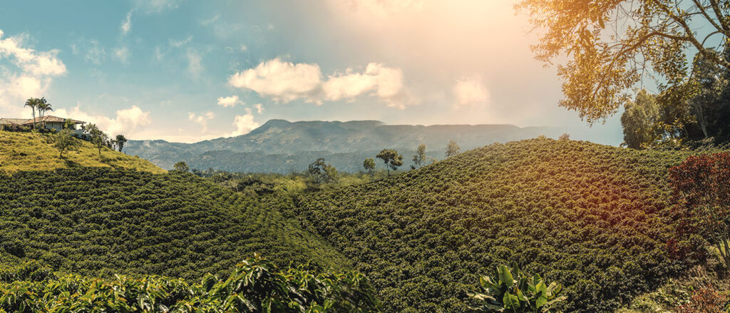 Colombian coffee plantation landscape